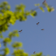 Illustration for article titled Hordes of Mosquitos Are Terrorizing Southwest Russiaem/em